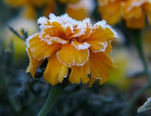 frosted marigold