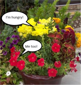 hungry plants